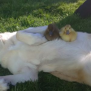 Nap time for everyone