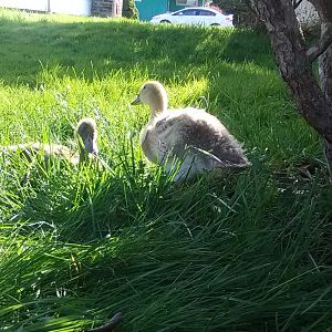 Hanging out in the yard