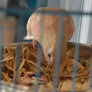 Rosie And Baby Finch