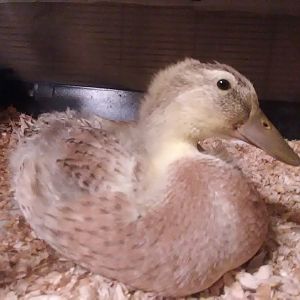 Lilikoi in the nursery