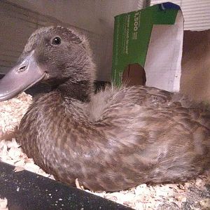 Marchesa in the nursery