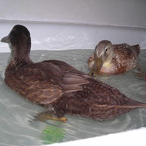 Lilikoi and Marchesa in the Bath
