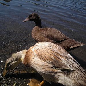 Fun on the Lakeshore