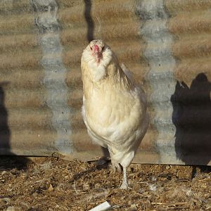 IMG_3236