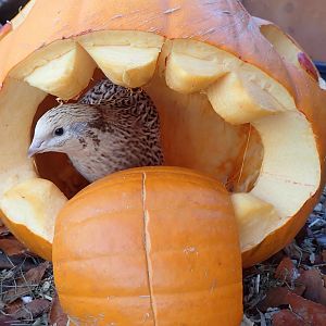 Maple in a pumpkin