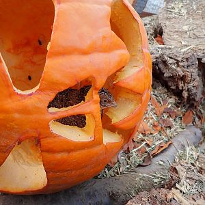 Peeking through a pumpkin