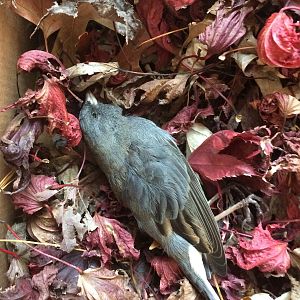 Dead Finch