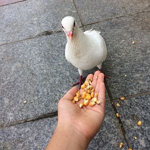 Feeding Pigeons