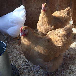 6BB7982C-FDAC-45C0-BDA2-63971DD6CFEF