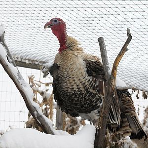 Sweetgrass_tom_XB177581_11-17-2018-001