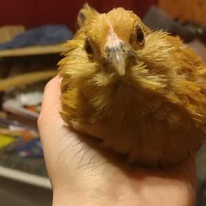 Pullet, front view