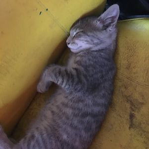 Sleepy Kitten