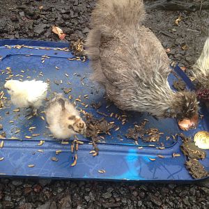 Munch and babies eat BSF larvae