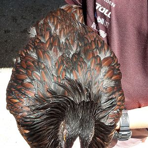 20171225_111239