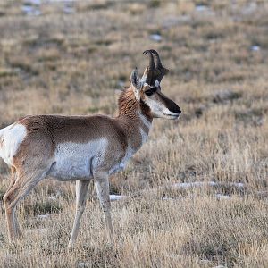 Antelope_XB287635_11-28-2018-001
