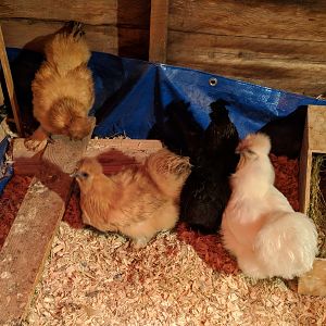 The girls in quarantine