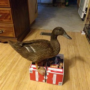 IMG_20181212_154037345