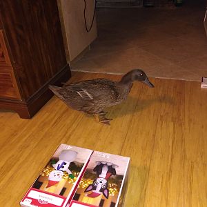 IMG_20181212_153916280