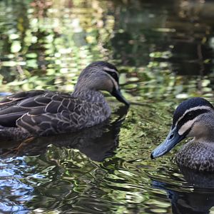 Pacific Black Ducks