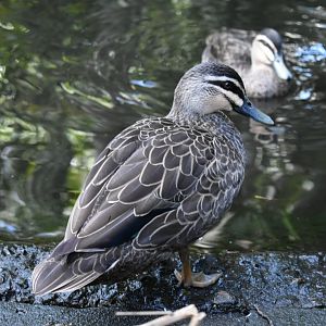 Pacific Black Ducks