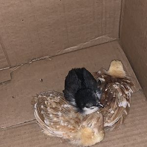 My first chicks!