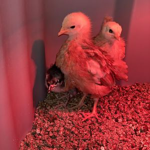 Protecting the little one