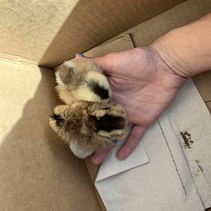 Brand new babies!
