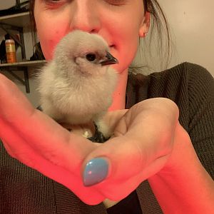 Lulu, my tiny gray silkie