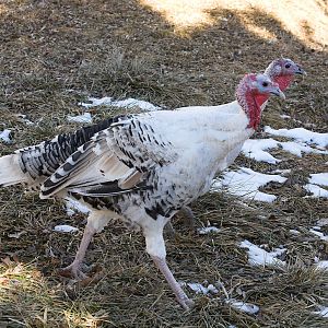 Sweetgrass_X1057676_01-05-2019-001