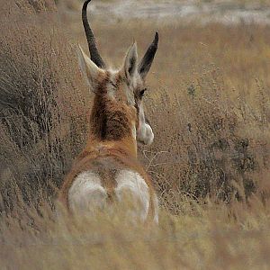 Antelope_PB265820_11-26-2005-001