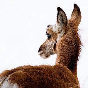 Antelope_P2206993_02-20-2006-002c