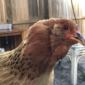 71A8A2C3-F5CA-4B10-88A0-4F816A368BAF