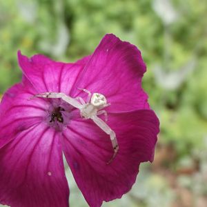DSCF8204