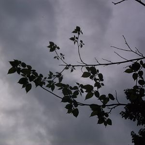 DSCF6774