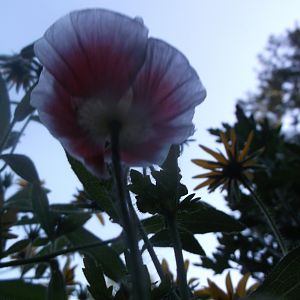 DSCF0494