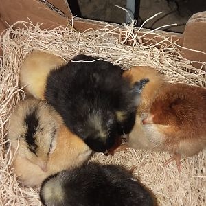 2nd batch of new hens~