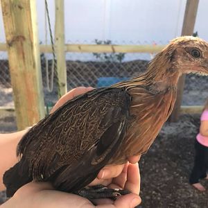 Bird 1