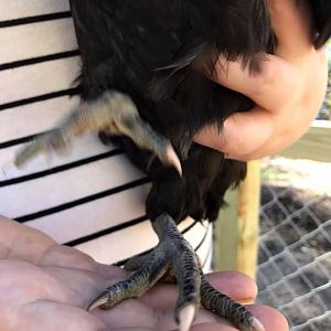 Bird 3a