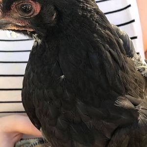 Bird 3c