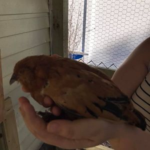 Bird 4