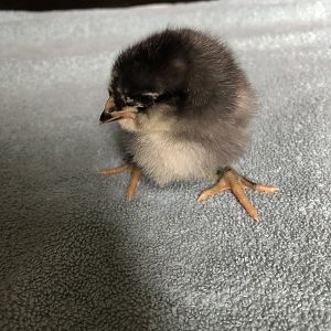 30FD4B30-B6B7-45C0-8E80-397EBD9D8B8E