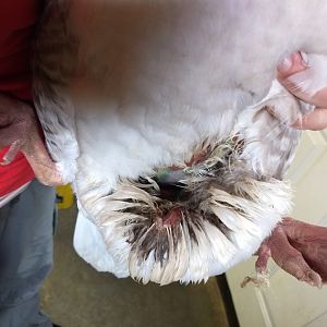 Goose Puncture Wound