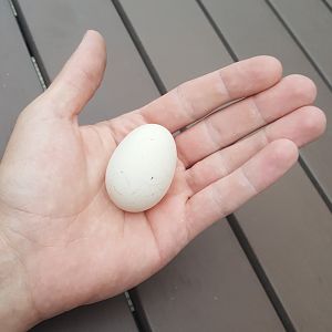 the first egg
