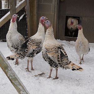 Sweetgrass_X1227701_01-22-2019-001