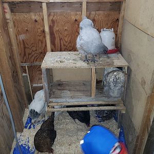 bedding down - shed coop build