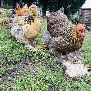 Golden and buff Brahma pullets