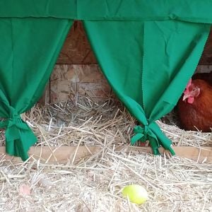 Hens In Their Nesting Boxes
