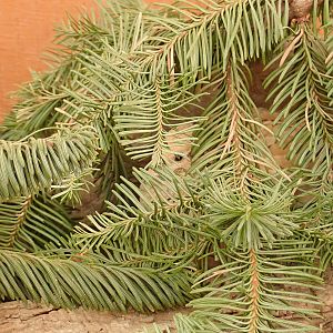 Hiding in the Boughs