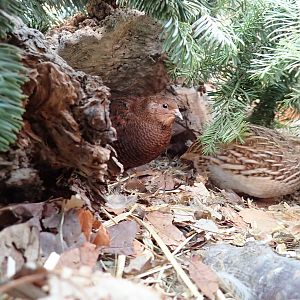 Quail's-eye View