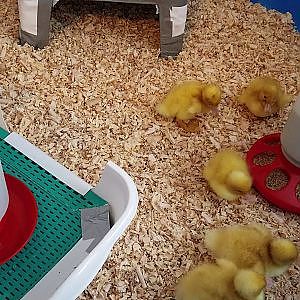 First video of the ducklings in their brooder